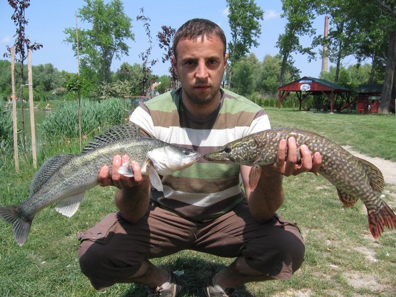 halak 1441.jpg